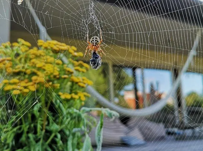 El Privato パランガ